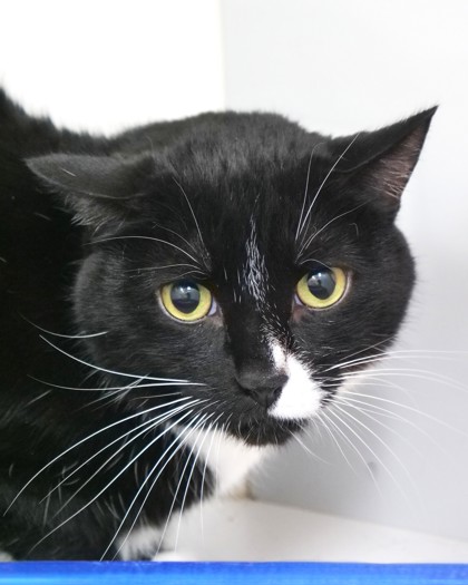 View Edwin (bonded With Vlad) the Cat Photo #1