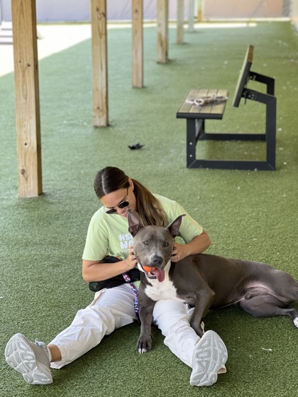 View Bo the Dog Photo #1