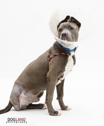 View Graham the Dog Photo #2