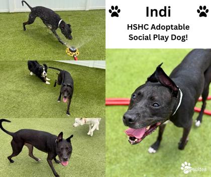 View Indi (in Foster) the Dog Photo #1