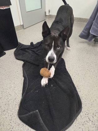 View Armadillo the Dog Photo #1