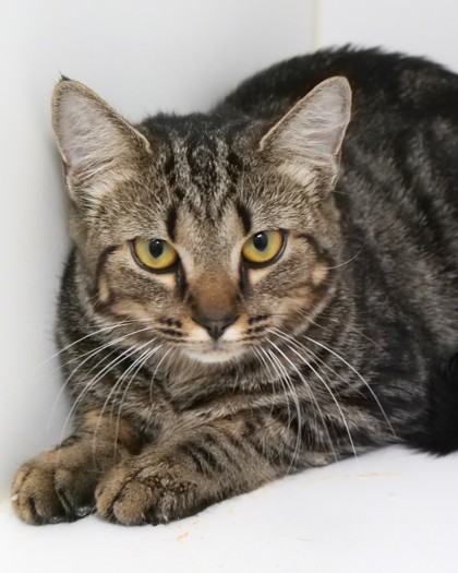 View Swan (at Smitten Kitten) the Cat Photo #2