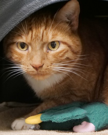 LOKI - Domestic Shorthair / Mix available for adoption