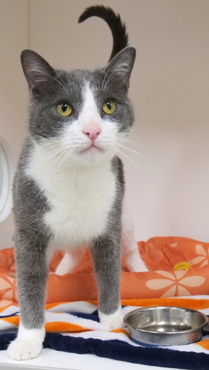 View Boris (in Foster) the Cat Photo #2