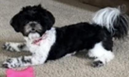 View Lost Dog Photo #1