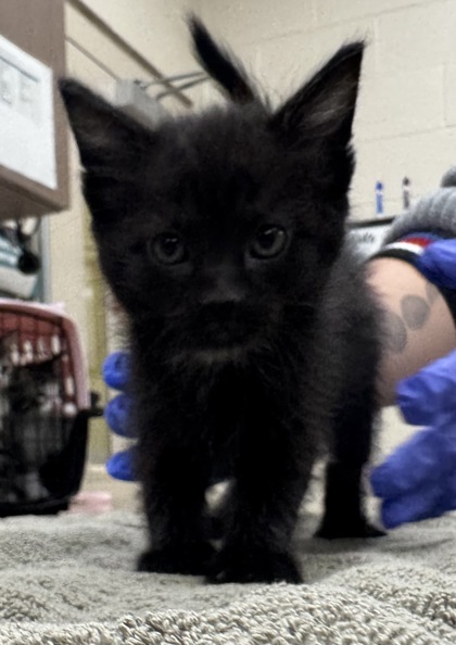 Learn More About Midnight Midnight