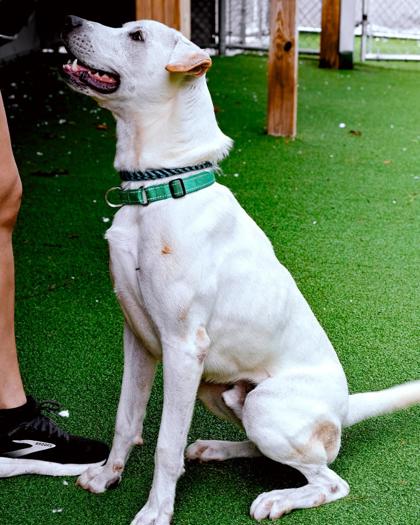 View Archie the Dog Photo #2
