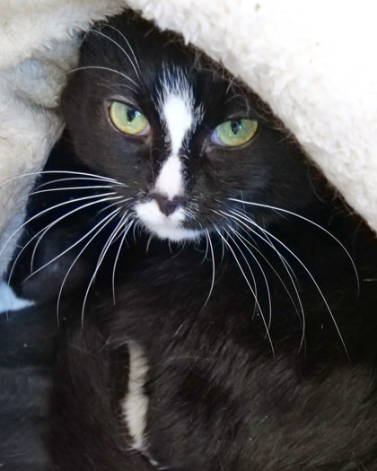 Learn More About Pepper Marie (bonded To Cali Cat) Photo of Pepper Marie (Bonded to Cali Cat)