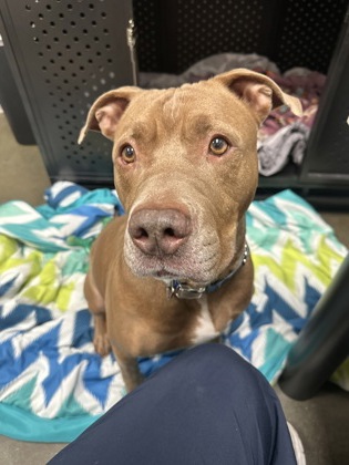 View Arthur the Dog Photo #1