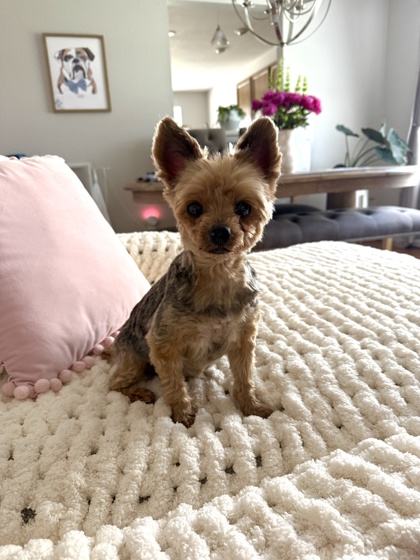 Photo of Stella (in foster)