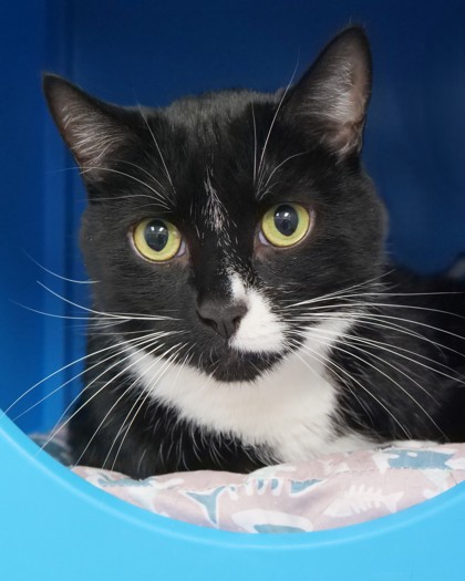 Learn More About Edwin (bonded With Vlad)