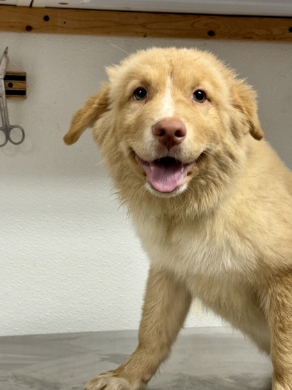 Meet Arizona!