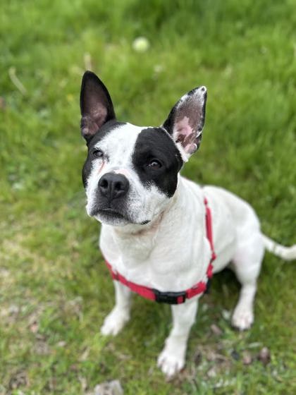 Pebbles photo
