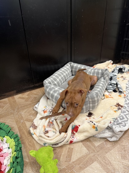 Princess Peach photo