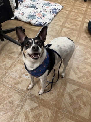 Gracie photo