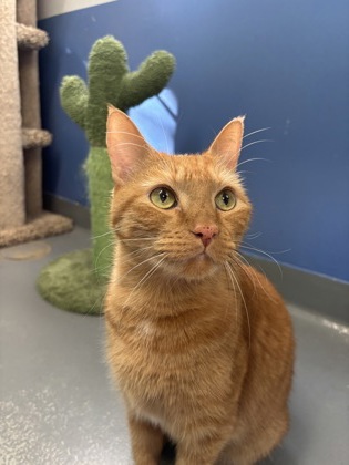 Oliver photo