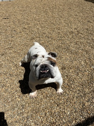 Diesel photo
