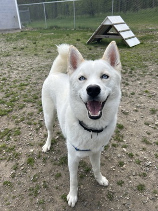 Loki photo