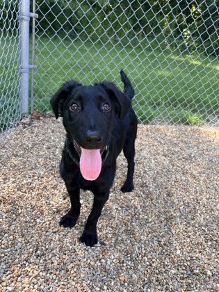 Washington, a five month old Standard Poodle available through Worcester Animal Rescue League