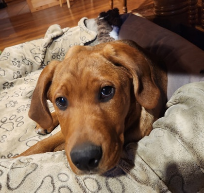 George *At Petco on 11/7*