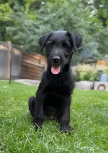 Tarot *In Foster*2