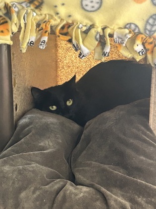Juniper
