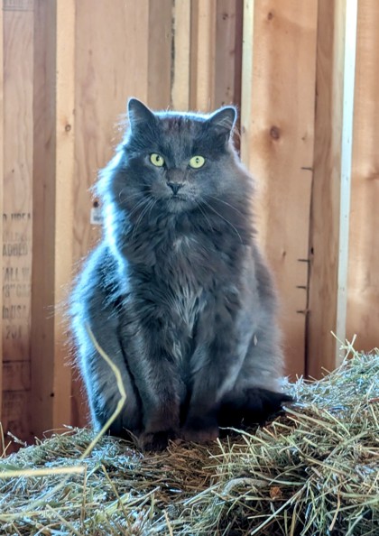 Ulysses *Working Cat*