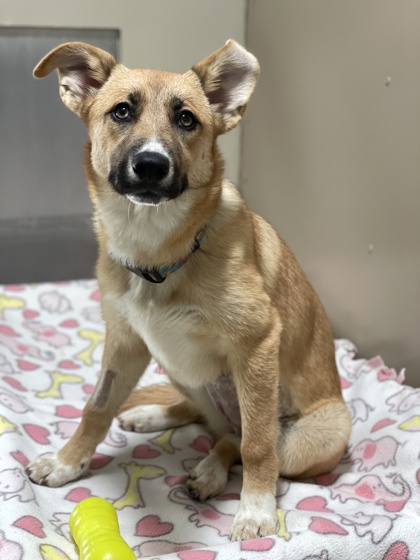 Celeste *At Petco Event on 6/7*