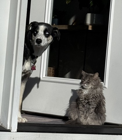 Holly *In Foster - Appointment Required**2