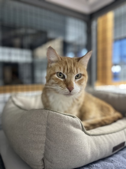 Simba