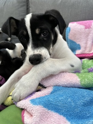 Petey *In Foster*