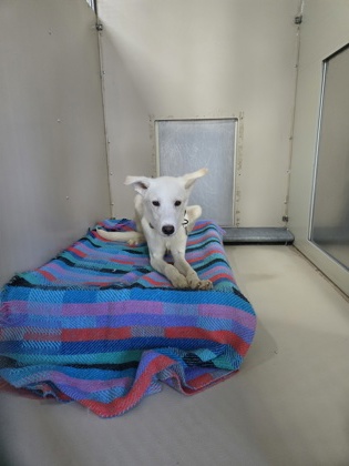 Douglas (Special Counseling Required)2