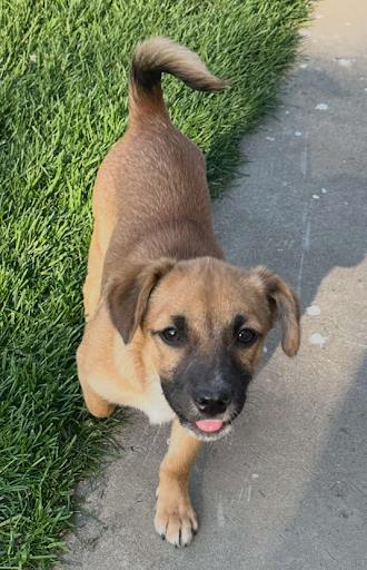Pepper *In Foster*