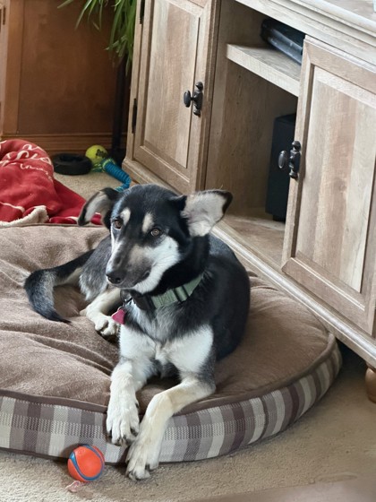 Laurel *In Foster - Appointment Required**3