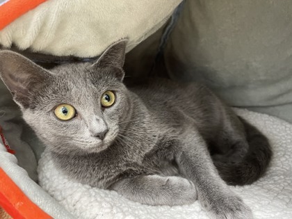 Gin *In Foster*2