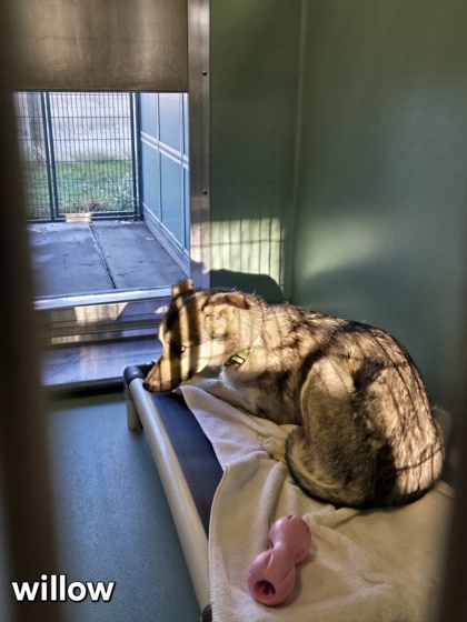 Willow (Special Counseling Required)2