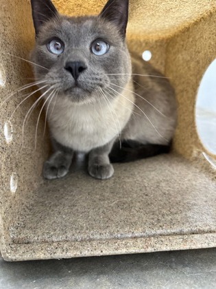 Juno