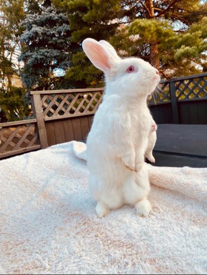 Ellis *In Foster - Appointment Required**