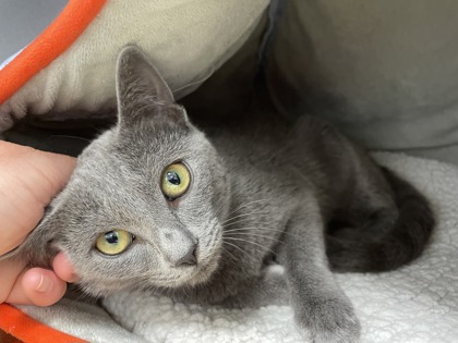 Gin *In Foster*