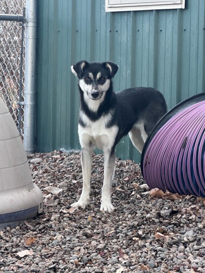 Anise (Special Counseling Required)