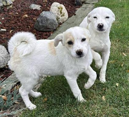 Hayleigh *At Petco on 11/7*3