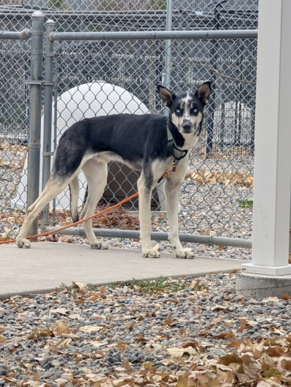 Ash (Special Counseling Required)2