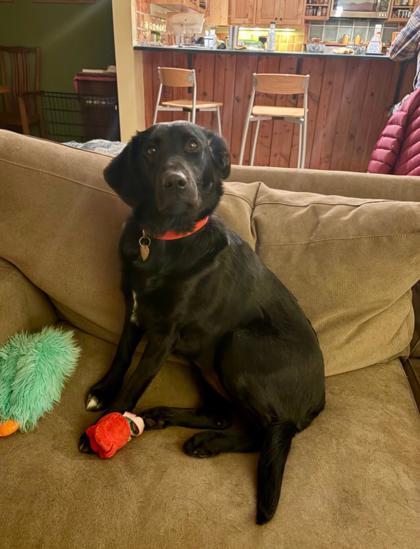 Gretchen *In Foster - Appointment Required*