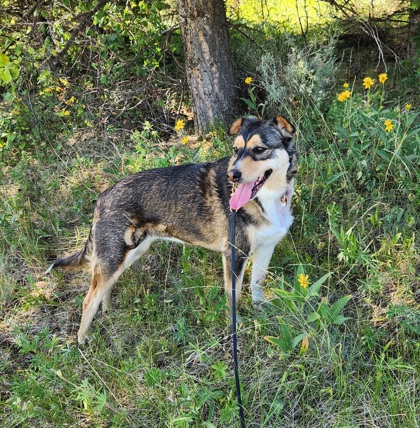Cookie *In Foster*