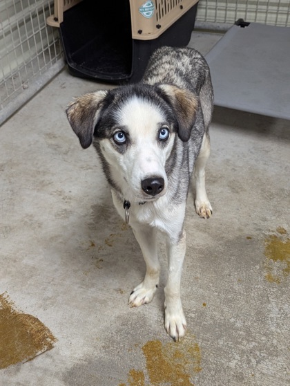 Ponderosa *In Foster*