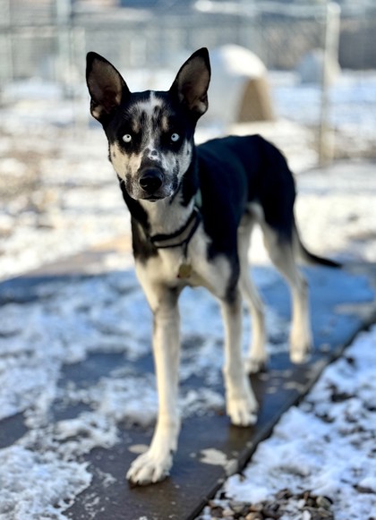 Ash (Special Counseling Required)