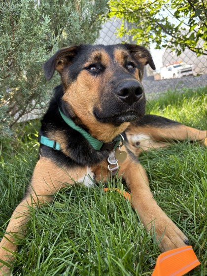 Bob *In Foster*