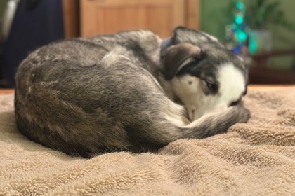 Ponderosa *In Foster*2