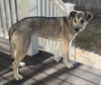 Mia *In Foster - Appointment Required**2