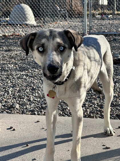 Cedar (Special Counseling Required)